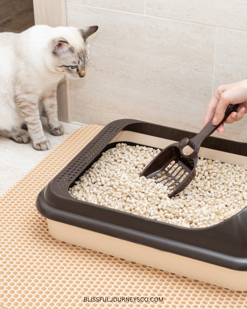 kitty litter, cat, first trimester, pregnancy